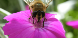 Viewpoint: What’s killing bees? Reviewing the impact of parasites and climate change on pollinators