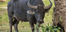 30% more meat: Switching off just one gene with CRISPR produces animals with larger muscles
