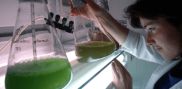 Algae contains high levels of protein and nutrients. Could it help boost food security in the face of climate change?