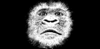 Why do humans like to get high? Apes who spin themselves dizzy might offer clues