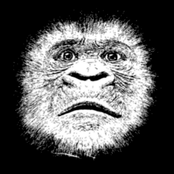 Why do humans like to get high? Apes who spin themselves dizzy might offer clues