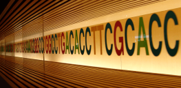 dna sec png cc miki