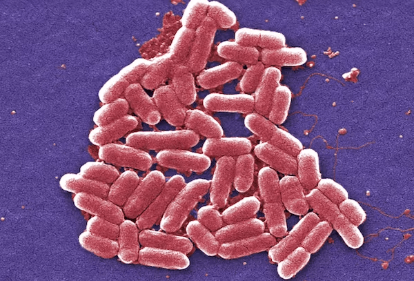 Some bacteria, including E. coli (pictured), are showing increasing resistance to antibiotics. US Centre for Disease Control and Prevention