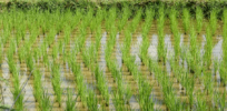 Growing rice on Mars? Gene-edited rice might be able to grow in the Red Planet’s soil