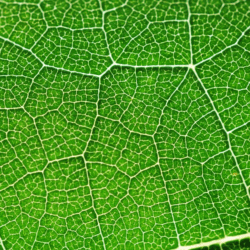 photosynthesis green color holidays