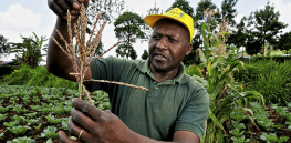 Here’s how Kenya is inching its way into the biotechnology revolution in agriculture
