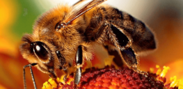 Viewpoint fact check: Honeybees aren’t disappearing and GMOs do not cause colony collapse disorder