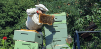 Hidden threat to wild bees? Honeybees, including those raised by well-meaning suburbanites and city-dweller hobbyists believing they are helping the environment