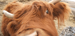 Breeding better cattle? Genetic screening becomes widespread
