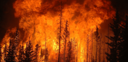 Viewpoint: ‘These forests will never recover’ — Climate change-associated fires stump reforestation efforts