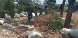 Balancing traditional farming practices with agricultural biotechnology