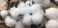 Landmark GMO: Pakistan develops cotton variety that resists pests and withstands 120F degree heat