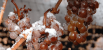 Great-tasting heirloom wine grape varieties can survive climate change with CRISPR gene-editing