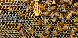Viewpoint: Are we in the midst of a ‘beepocalypse’ or besieged by ‘false bee alarmism”?