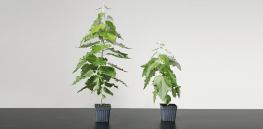 Large-scale solution to climate change? Living Carbon plants first genetically modified trees in US forest