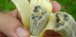 Here’s how gene editing could save the beloved Cavendish banana from extinction
