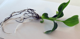 ‘Do they have an advantage for society and the planet?': European scientists debate whether the EU should allow CRISPR crops