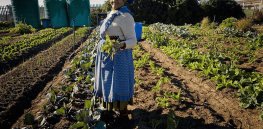 Viewpoint: Small plot African farmers should not be denied access to benefits of genetically modified crops