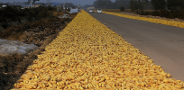 Bucking popular skepticism, China rolls out GMO corn as global food security pressures loom