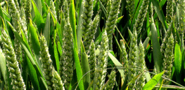 cereal crop wheat near ashampstead and bradfield geograph