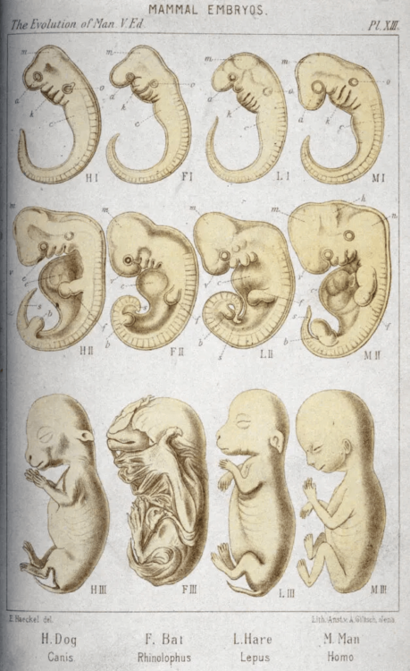 In his book The Evolution of Man, Haeckel compared the embryos and fetuses of dogs, bats, hares, and humans to uncover evidence for the animals’ shared evolutionary pasts. Science & Society Picture Library /Getty Images