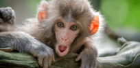 ‘This is simply mind-blowing’: Monkeys pregnant with synthetic embryos made from stem cells