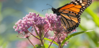 Adult Monarch butterflies not threatened by neonicotinoid insecticides, independent university study finds