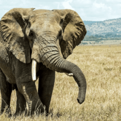 Like humans and bonobos, have elephants evolved a cooperative, socially beneficial behavior