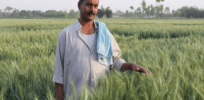 Indian farmers face threats from pest infestations, erratic weather, droughts, floods, salinity, and soil degradation. Gene-edited crops could help