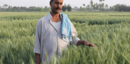 Indian farmers face threats from pest infestations, erratic weather, droughts, floods, salinity, and soil degradation. Gene-edited crops could help