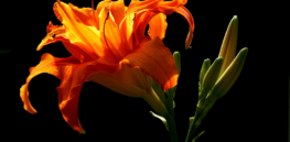 How do plants respond to stress? Noisily