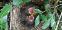 Viewpoint: How birds help us better understand human infancy