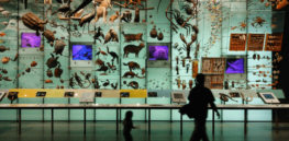 Nations agree on a compromise for biodiversity, what happens next is up to all of us