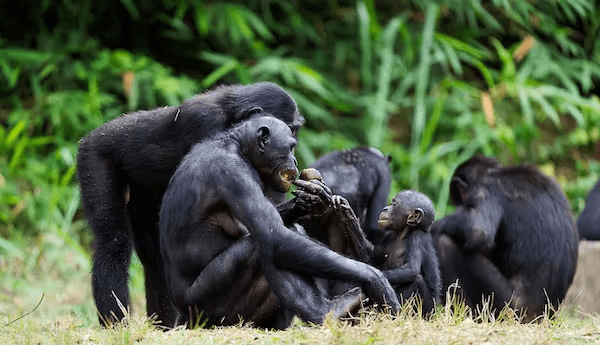 Bonobos are a species who are believed to have ‘self-domesticated’. Shutterstock