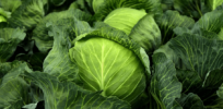 kohl herb white cabbage cultivation