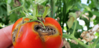 30 years of waiting for an insect-resistant tomato but questions about taste may limit its market