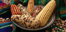 Mexico’s proposed GMO corn ban could damage the US economy