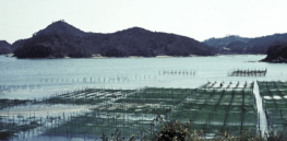 Protecting crops from unpredictable weather, restoring soil health, and removing carbon from the atmosphere: Three ways seaweed is transforming agriculture