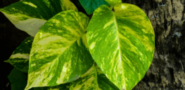 A French startup has engineered houseplants that scrub toxins from the air. Could it make a difference?
