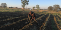 Zimbabwe smallholder farmers struggle to match climate science with practice