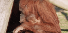 Video: Watch how a breastfeeding mom teaches an orangutan how to nurse