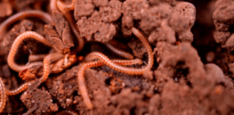 Got the marijuana munchies? Innovative worm study may help solve the mystery