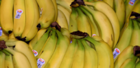 Gene-edited banana that limits Panama disease and protects against browning in development in Panama