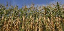 corn corn plant cornfield food
