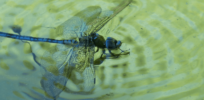 Why are there so few insects in the world’s oceans?