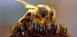 honeybee apis mellifera bees collecting pollen adf e