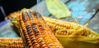 Here’s why Mexico’s looming GMO corn ban could disrupt US global trade