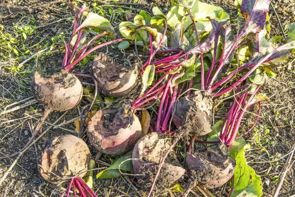 beets plant problems and how to troubleshoot them