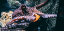 How octopuses reprogram their brains as they move back and forth from chilly and warm water