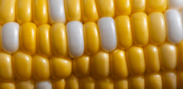 22% yield increase: How non-photochemical quenching, or NPQ, could dramatically boost corn production